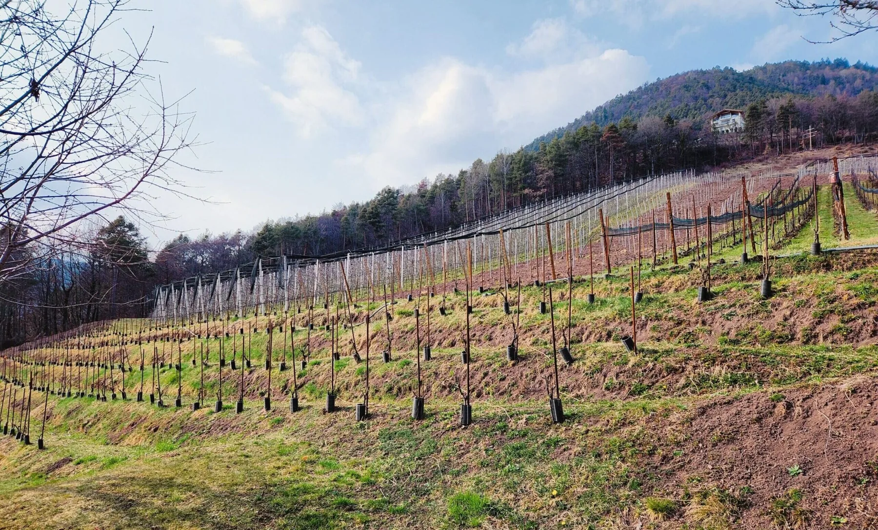 Vini di montagna: cosa cambia sopra i 1000 metri